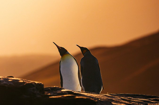 South Georgia In Depth Micro Cruise
