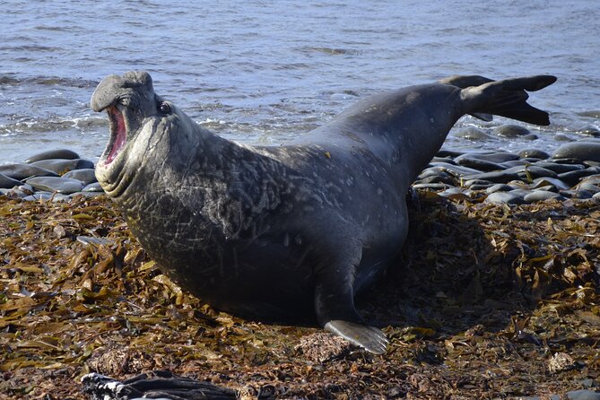 Private Wild Shores: Elephant Seals