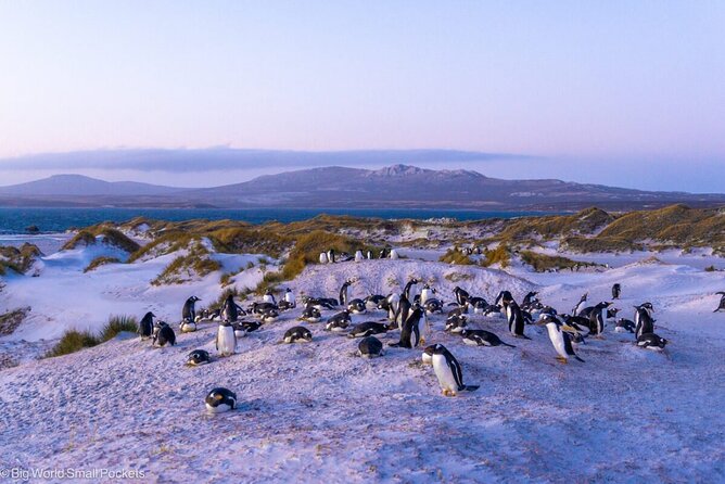 Penguins & Stanley Sightseeing