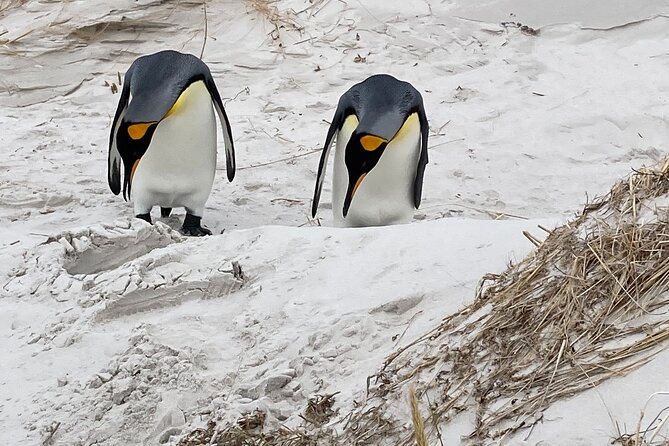 One-Hour Gentoo Colony Tour