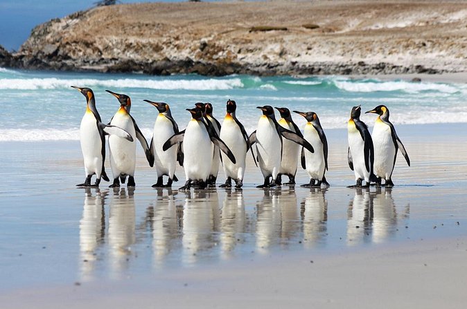 Volunteer Point King Penguins