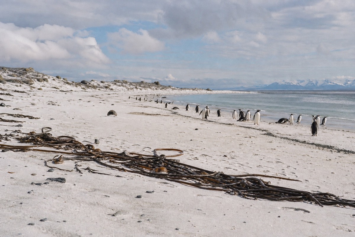 Bertha's Beach, Rookery Bay & Gypsy Cove