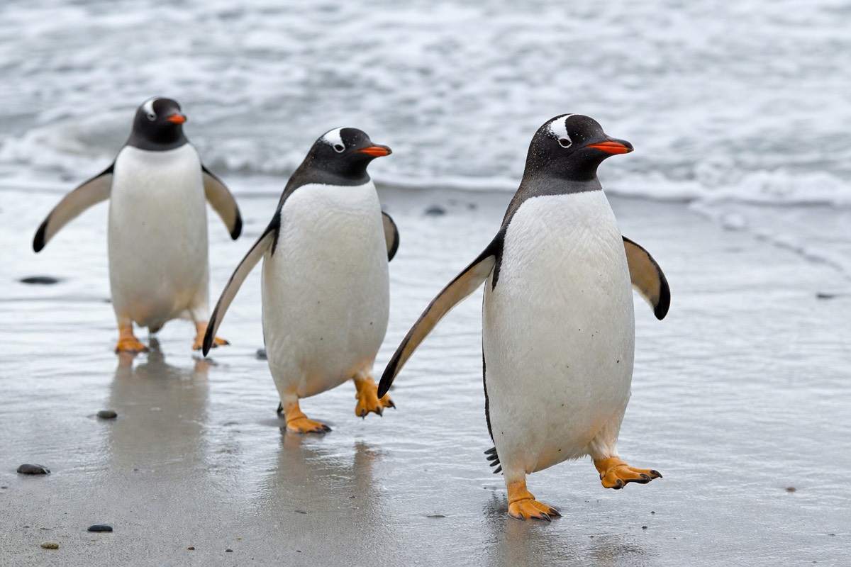 One-Hour Gentoo Colony Express