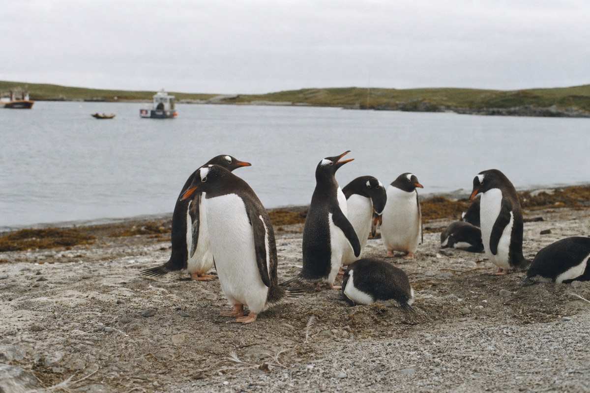 Shared Penguins & Stanley Sightseeing