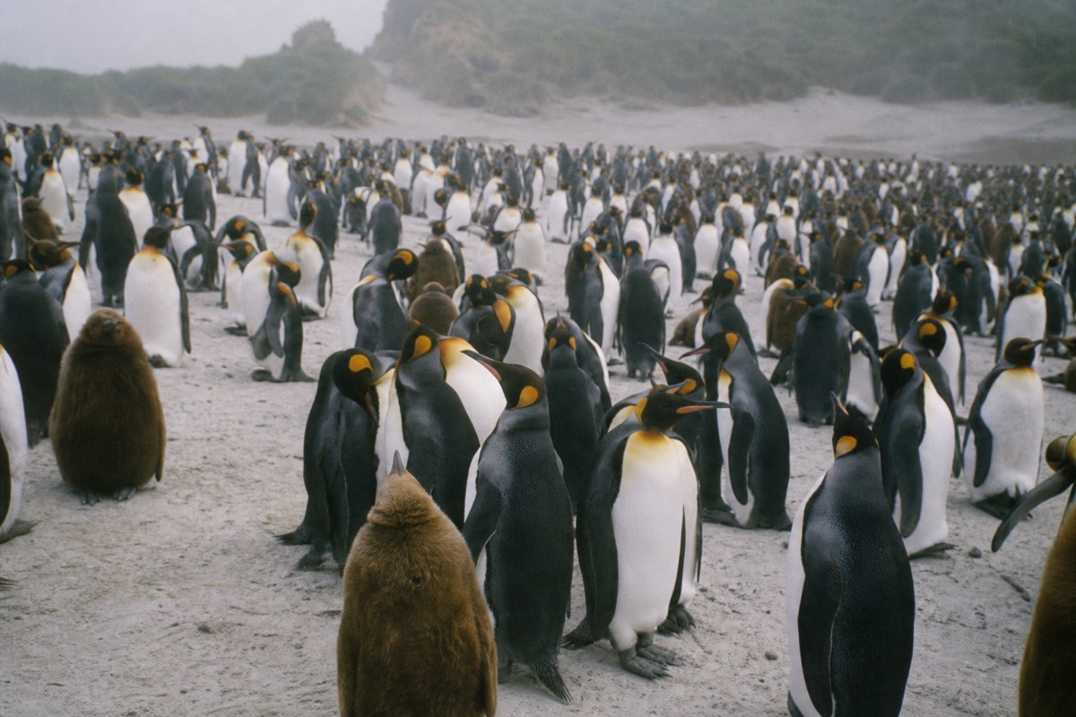 Volunteer Point King Penguin Day
