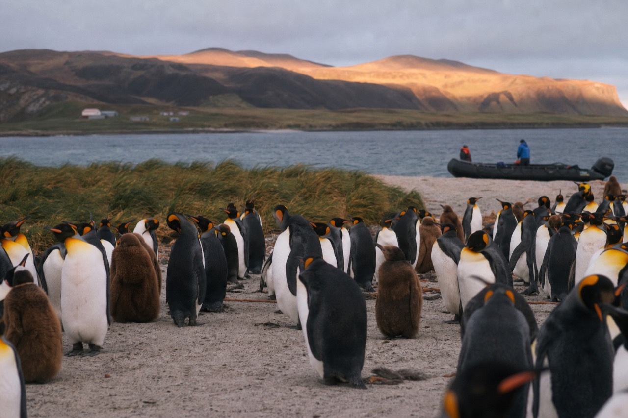 King penguins massed on pale sand under low grey South Atlantic light, brown-down chicks among the adults, wind flattening the coastal grass behind them