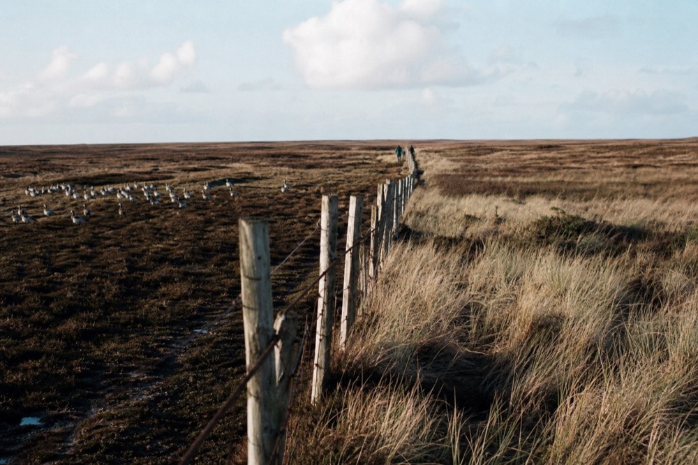 A weathered wooden fence line running to the horizon across brown peat moorland, wind-bent pale grass either side and a scattered flock of upland geese in the distance