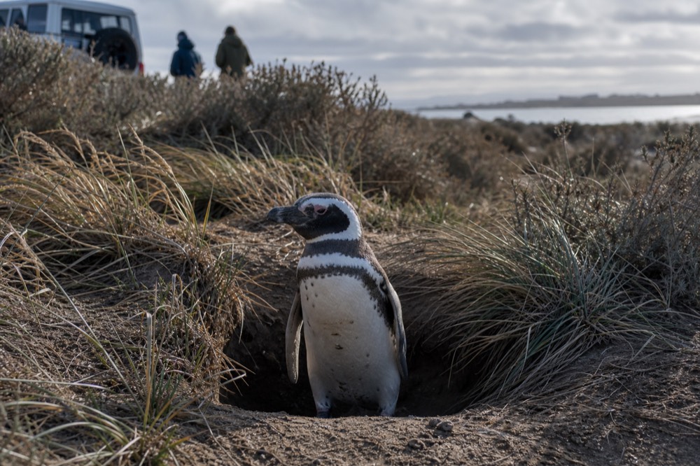 A Magellanic penguin standing at the mouth of a sandy burrow among tussock clumps, sand grains on its chest, soft late light across the dune slope