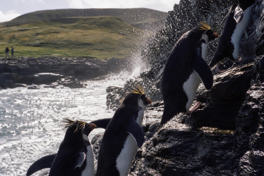 Southern rockhopper penguins with yellow crest feathers hopping up wet dark rock steps beside a spray-lashed cliff face, spray hanging in cold bright air