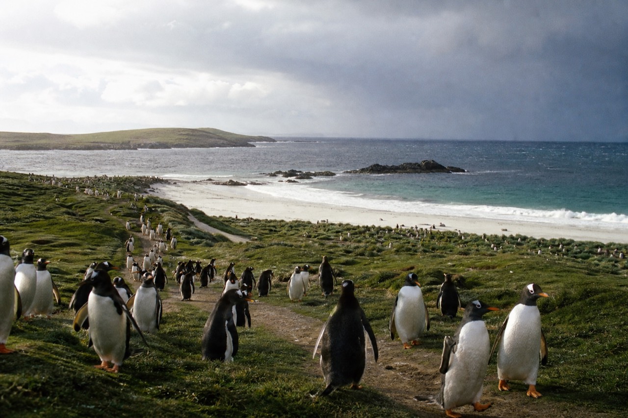 A dense gentoo penguin colony on green coastal turf above a white sand bay, birds walking a worn track down to breaking surf under bright cloudy light