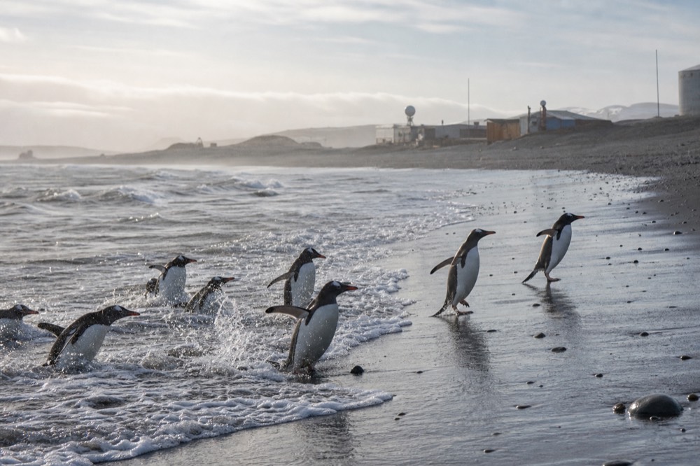 Gentoo penguins porpoising through shallow surf onto a wide empty beach, spray lit by low sun, wet sand mirroring a broken grey sky