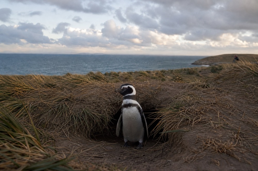 A Magellanic penguin standing at the mouth of a sandy burrow in tussac-fringed dunes, wind combing the grass, open sea visible beyond the headland
