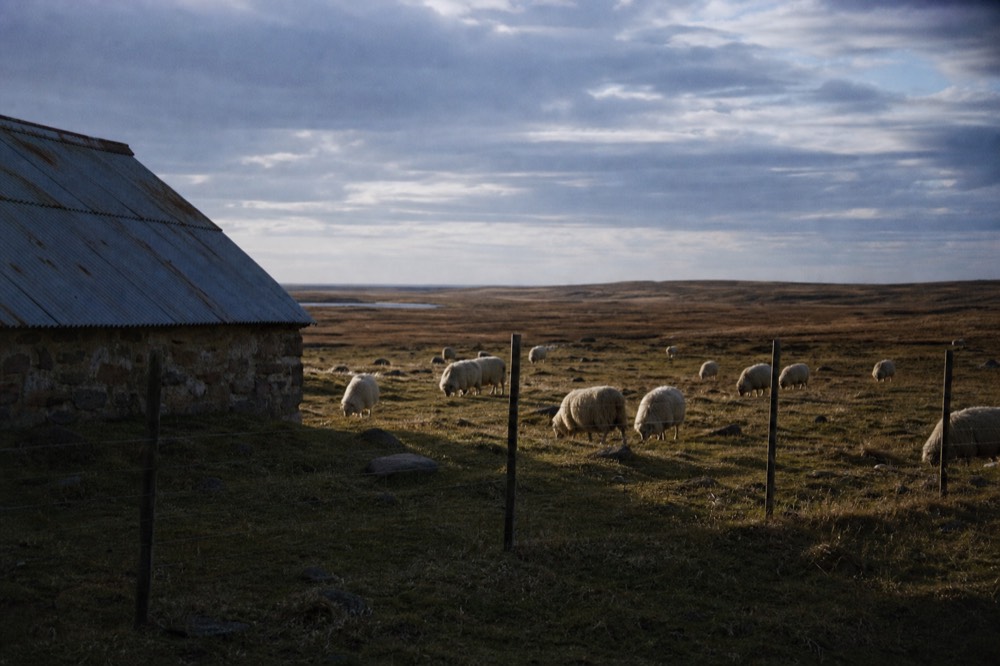 Sheep grazing rough pasture beside a rusted wire fence, a low stone outbuilding with a tin roof, wide flat horizon under fast-moving broken cloud