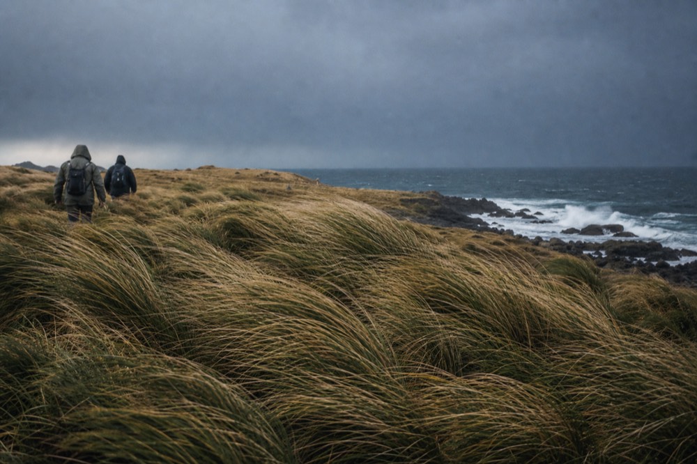 Dense clumps of tall tussac grass above a rocky shoreline, blades bending in a single direction, spray breaking on dark rocks beyond in cold afternoon light