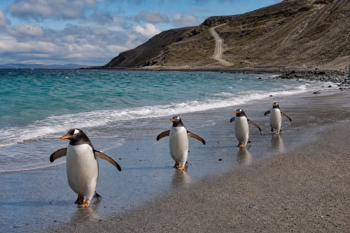 Gentoo penguins walking up a turquoise-water beach near Stanley with a minibus track along the headland