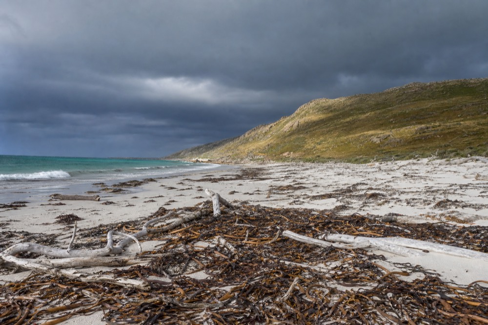 Empty white-sand beach after a storm, thick ropes of kelp and bleached driftwood strewn along the tideline, low grey cloud, no people in sight