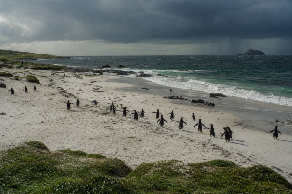 Wide sweep of white sand backed by low green turf under fast-moving cloud, a scatter of gentoo penguins crossing the beach toward breaking surf