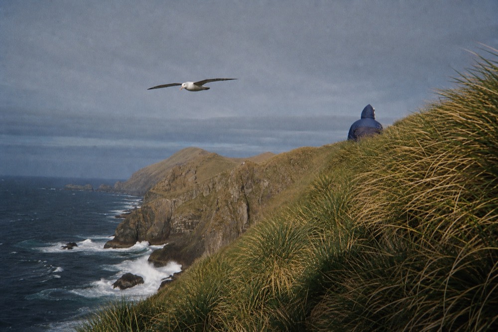 Black-browed albatross gliding on stiff wings against a slate sky above a steep tussac-covered cliff, white spray bursting on rocks far below