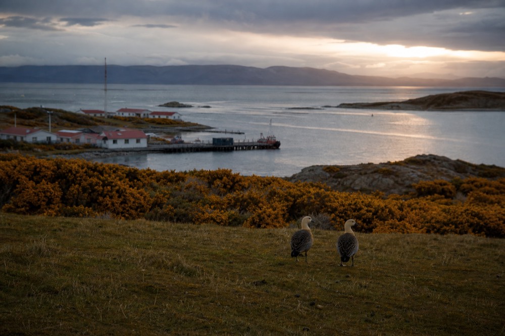 Low December sun breaking under heavy cloud over a still inlet, gorse-yellow scrub along the shoreline and a pair of upland geese standing on cropped turf