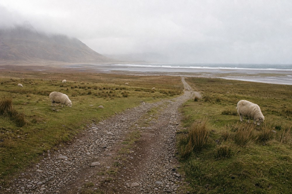 A rough farm track dropping toward a coastal flat, sheep grazing on tussocky ground either side, hills fading into weather behind