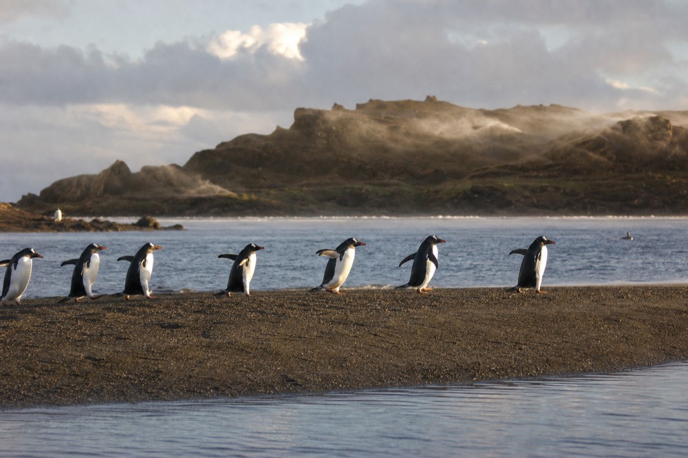 Gentoo penguins crossing a low sand bar in single file, wind stripping spray off the crest behind them, still lagoon water on one side