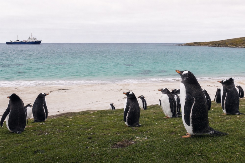 Gentoo penguins in a loose colony on cropped green turf above a pale sand beach, several birds standing upright with orange bills catching flat overcast light