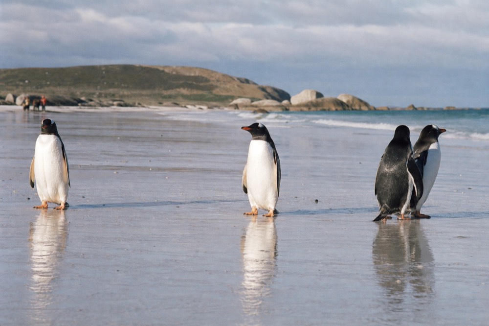 Gentoo penguins standing on flat white sand where a shallow wave has just drained away, wet reflections beneath them, low grey cloud