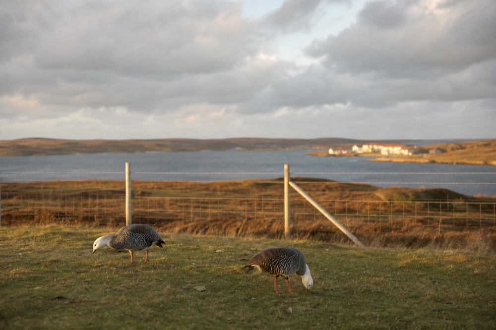 A pair of upland geese grazing short turf beside a wire fence, brown moorland running away behind them under fast-moving cloud