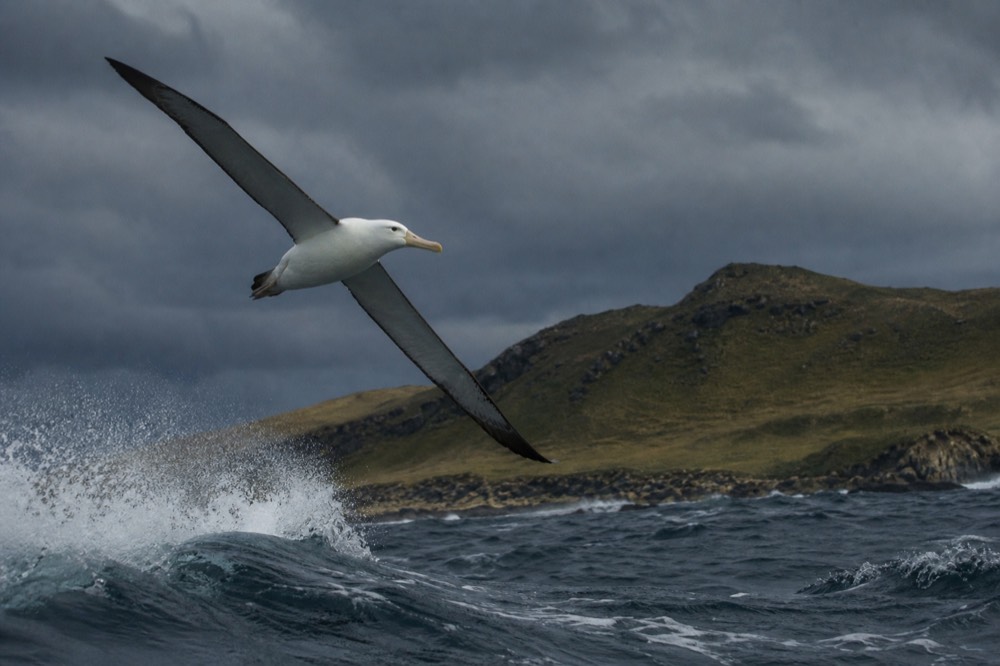A black-browed albatross banking low over grey swell on long stiff wings, spray tearing off the wave crests beneath it
