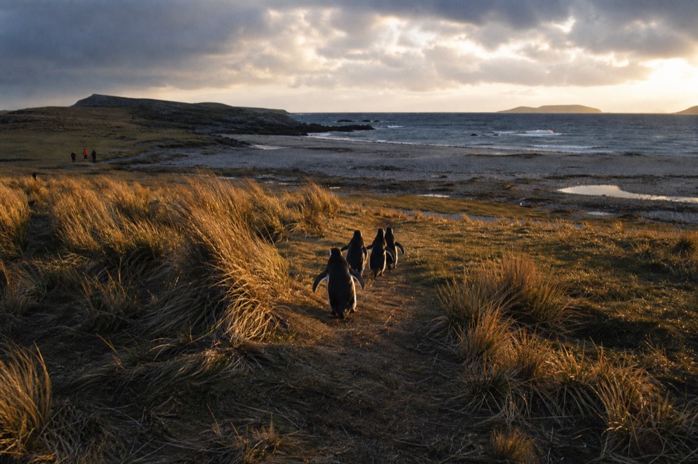 Gentoo penguins walking a worn path through pale tussac grass toward a windswept beach, low raking sunlight across the ground