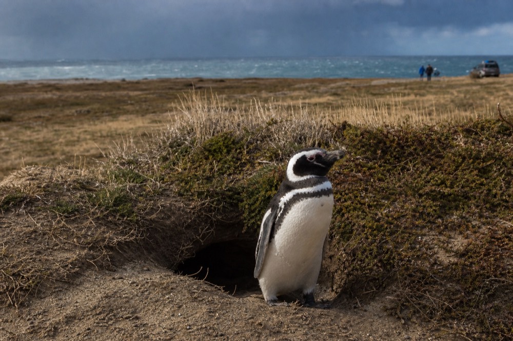 A Magellanic penguin standing at the mouth of a sandy burrow among low coastal heath, salt-bleached grass ringing the entrance