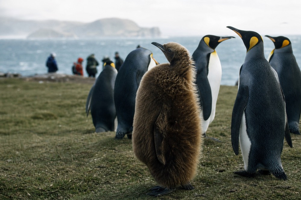 A king penguin chick in thick brown down standing among taller adults on short cropped grass, wind ruffling its feathers