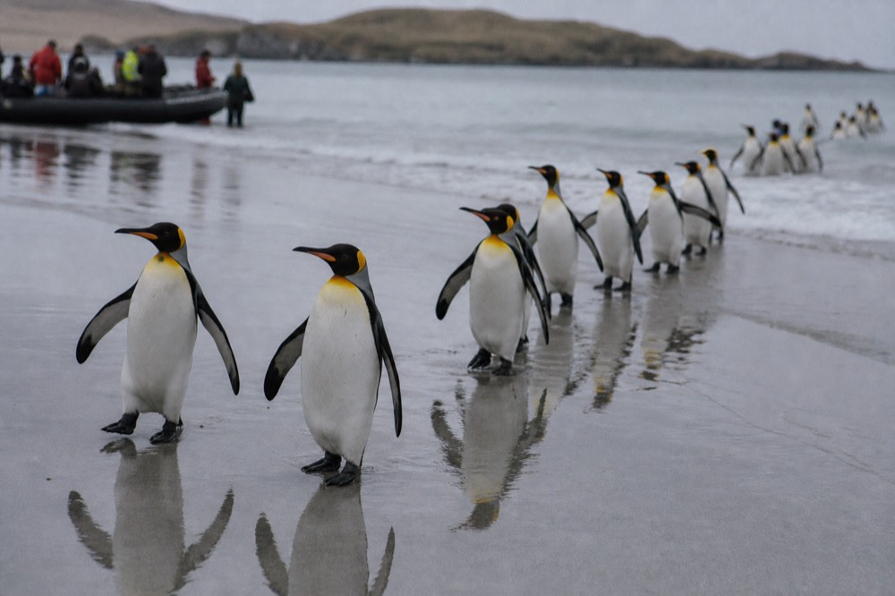 King penguins walking in a loose line up from the surf onto wide wet sand, their shapes mirrored in the film of water