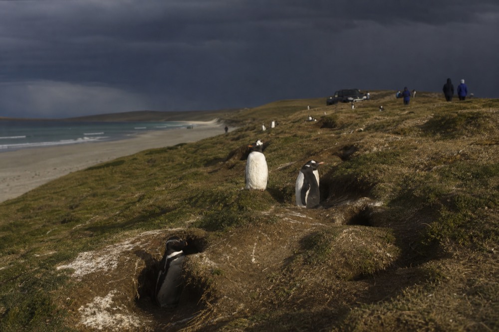 Gentoo penguins and Magellanic burrow entrances sharing a low dune ridge above a long empty beach under fast-moving cloud
