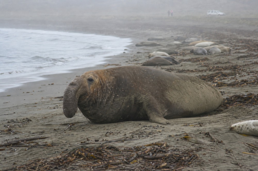 Southern elephant seal bull hauled out on a kelp strewn beach with sand on its flanks and smaller seals resting further up the shore