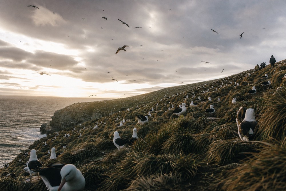 Dense seabird colony on a steep coastal slope of tussac grass with birds wheeling above the cliff edge against a bright overcast sky