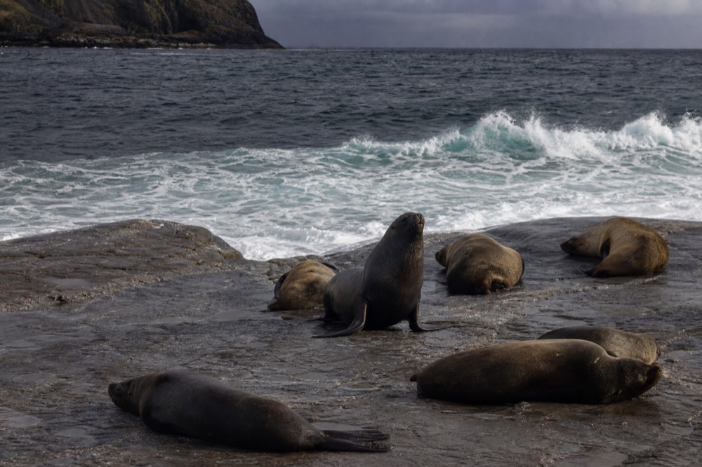 Sea lions sprawled on flat wet rock at the tide line, one raised on its foreflippers, cold green water breaking behind them