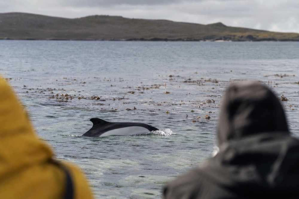 Small black and white dolphin surfacing in clear shallow water beside a kelp bed with a low dark coastline blurred behind