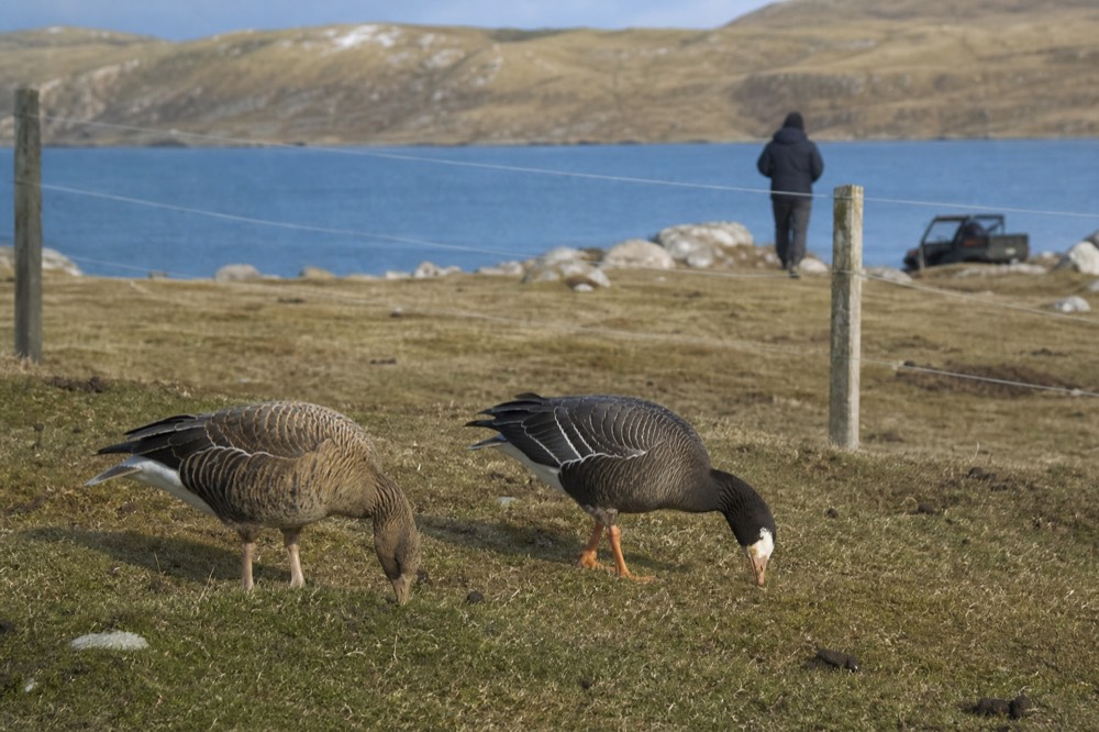 Pair of upland geese grazing on close cropped grass beside a wire fence, the male white fronted and the female barred brown
