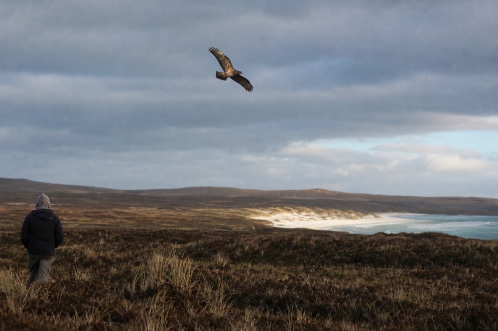 Bird of prey hanging on the wind above brown moorland with wings angled and low sun raking across the tussocks
