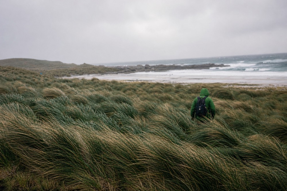 Dense stand of tall tussac grass bent hard by wind on a low island shore with pale sand and breaking surf beyond